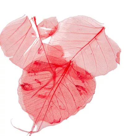 Fátyol levél piros 100db-os csomag