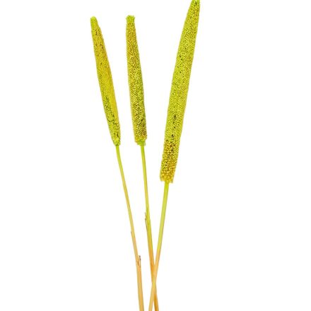 Babala falfestékes vil.zöld 10db-os