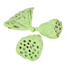 Lotus kicsi 4-6cm falfestékes világoszöld12db/csom