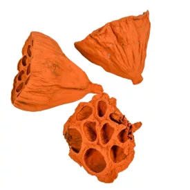 Lotus kicsi 4-6cm falfestékes világosbarna 12db-os csomag