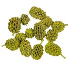 Casuarina falfestékes olíva 17dkg/csom