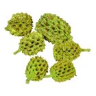 Casuarina falfestékes halványzöld 17dkg/csomag