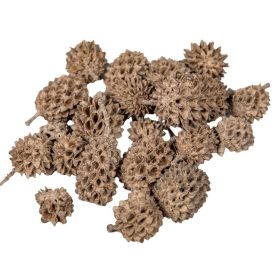 Casuarina cappuccino 17dkg/csomag Casuarina cappuccino 17dkg/csomag