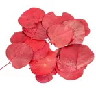 Moneta levél piros 6dkg/csom