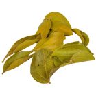 Bársony levél natúr 5,5dkg/csom