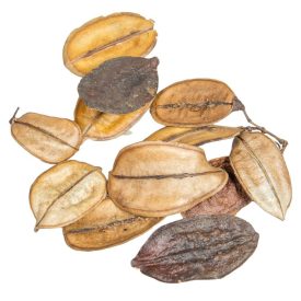 Asa Barata/Őznyelv mini natúr 10dkg/csom