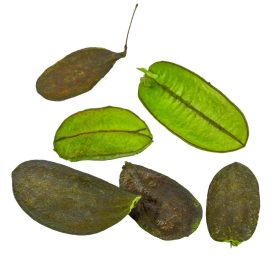 Asa Barata/Őznyelv mini vil.zöld 8dkg/csom