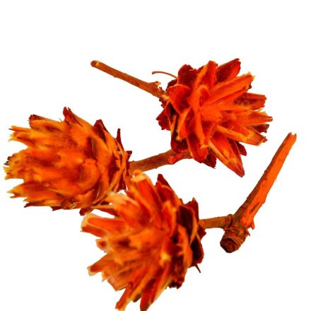 Plumosum fej narancs 10dkg/csomag