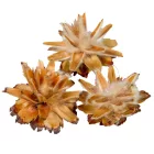 Plumosum fej II. oszt. natúr 17dkg/csom