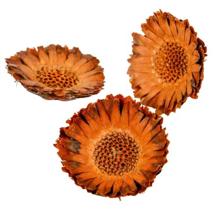 Protea compacta margaréta fej sötét natúr 10db-os