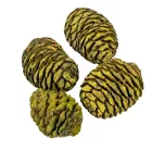 Murii fej vil.zöld 12dkg/csom