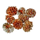Salignum havas 9dkg/csomag