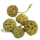 Ámbrafa termés kínai falfestékes sárga 14dkg/csom