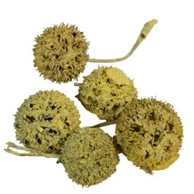 Ámbrafa termés kínai falfestékes sárga 14dkg/csom Ámbrafa termés kínai falfestékes sárga 14dkg/csom