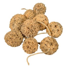 Ámbrafa termés kínai falfestékes narancs 14dkg/csom Ámbrafa termés kínai falfestékes narancs 14dkg/csom