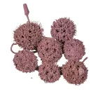 Ámbrafa termés kínai falfestékes szeder 14dkg/csomag