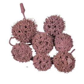 Ámbrafa termés kínai falfestékes szeder 14dkg/csomag Ámbrafa termés kínai falfestékes szeder 14dkg/csomag