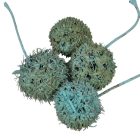 Ámbrafa termés kínai falfestékes türkiz 14dkg/csom