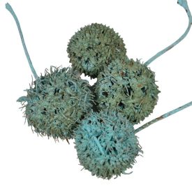 Ámbrafa termés kínai falfestékes türkiz 14dkg/csom Ámbrafa termés kínai falfestékes türkiz 14dkg/csom