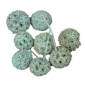 Ámbrafa termés  aqua 14dkg/csom Ámbrafa termés  aqua 14dkg/csom