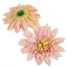 Dália virágfej D14cm rózsaszín 12db/csoma