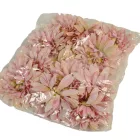 Dália virágfej D14cm rózsaszín 12db/csoma
