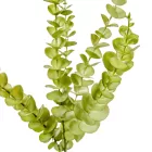 Eukaliptusz ág 80cm