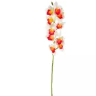 Orchidea ág gumi bordó-krém 77cm