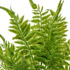 Páfrányleveles bokor 7 ágú 44cm