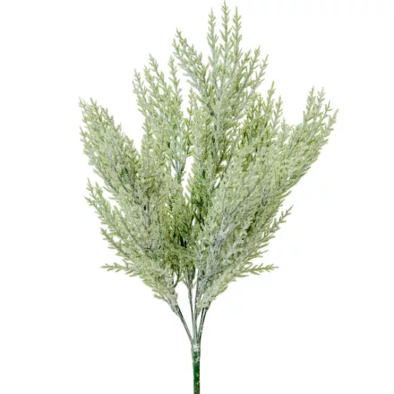 Tuja bokor hamvas 7 ágú 50cm