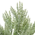 Tuja bokor hamvas 7 ágú 50cm