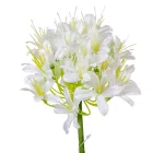 Szerelemvirág szálas krém 74cm