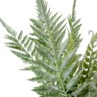 Páfrány bokor 11 ágú 58cm