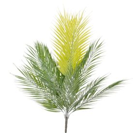 Datolyapálma bokor 15 ágú 76cm Datolyapálma bokor 15 ágú 76cm