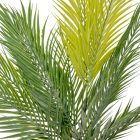 Datolyapálma bokor 15 ágú 76cm