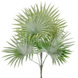 Legyező pálma 8 ágú hamvas 52cm