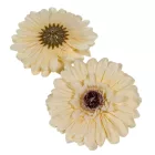 Gerbera virágfej őszi krém 12cm 4 darabos csomagban rendelhető (darab ár!)