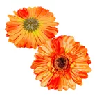 Gerbera virágfej őszi narancs 12cm 4 darabos csomagban rendelhető (darab ár!)