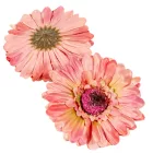 Gerbera virágfej őszi rózsaszín 12cm 4 darabos csomagban rendelhető (darab ár!)