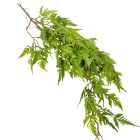 Páfrány futó 80cm