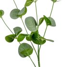 Eukaliptusz ág 70cm