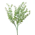 Eukaliptusz bokor hamvas  5 ágú 39cm