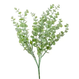 Eukaliptusz bokor hamvas  5 ágú 39cm