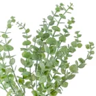 Eukaliptusz bokor hamvas  5 ágú 39cm