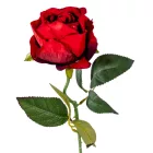 Rózsa szálas bársony piros 50cm