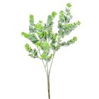 Eukaliptusz bokor 56cm