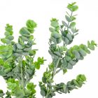 Eukaliptusz bokor 56cm