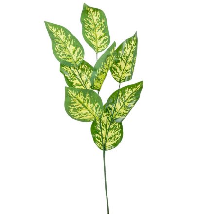 Diffenbachia leveles ág 70cm