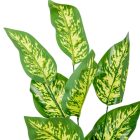 Diffenbachia leveles ág 70cm