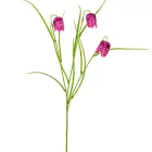 Hóvirág 3 virágos lila 55cm